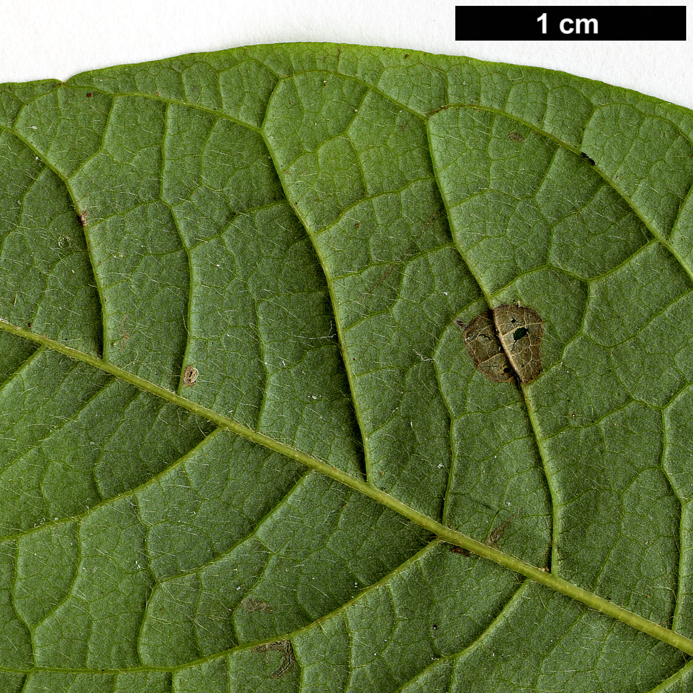 High resolution image: Family: Lauraceae - Genus: Lindera - Taxon: sericea - SpeciesSub: var. glabrata